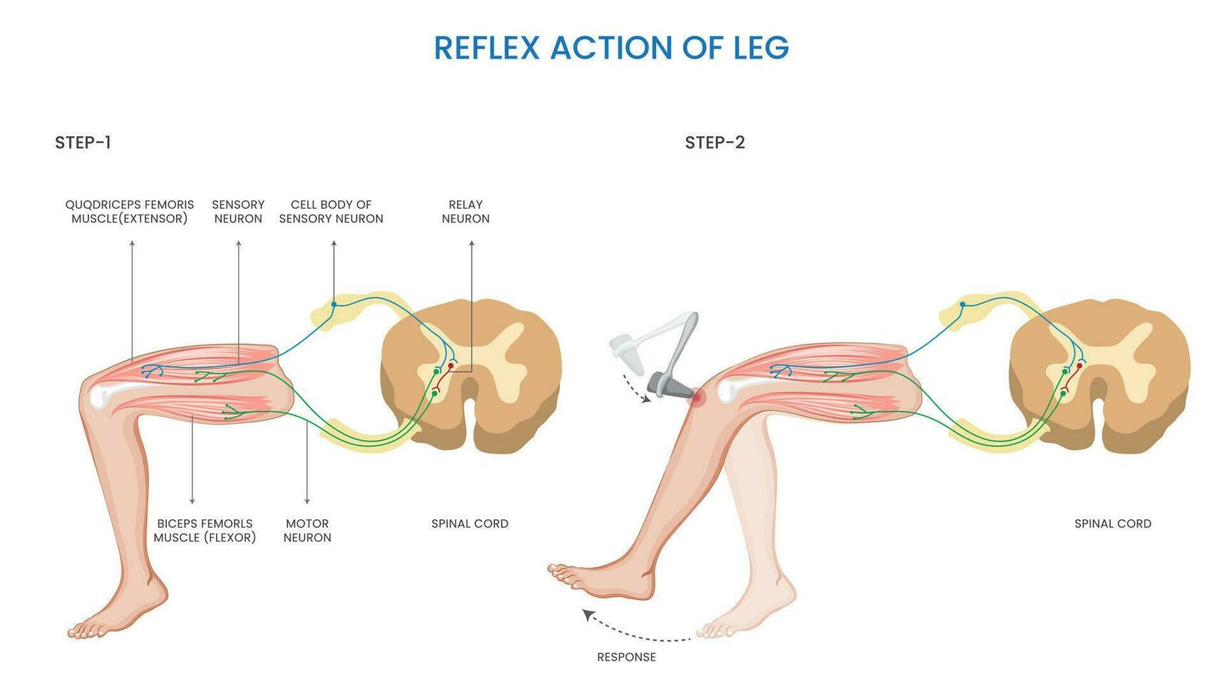 Leg reflex action,  Involuntary, rapid response to sensory stimulation vector