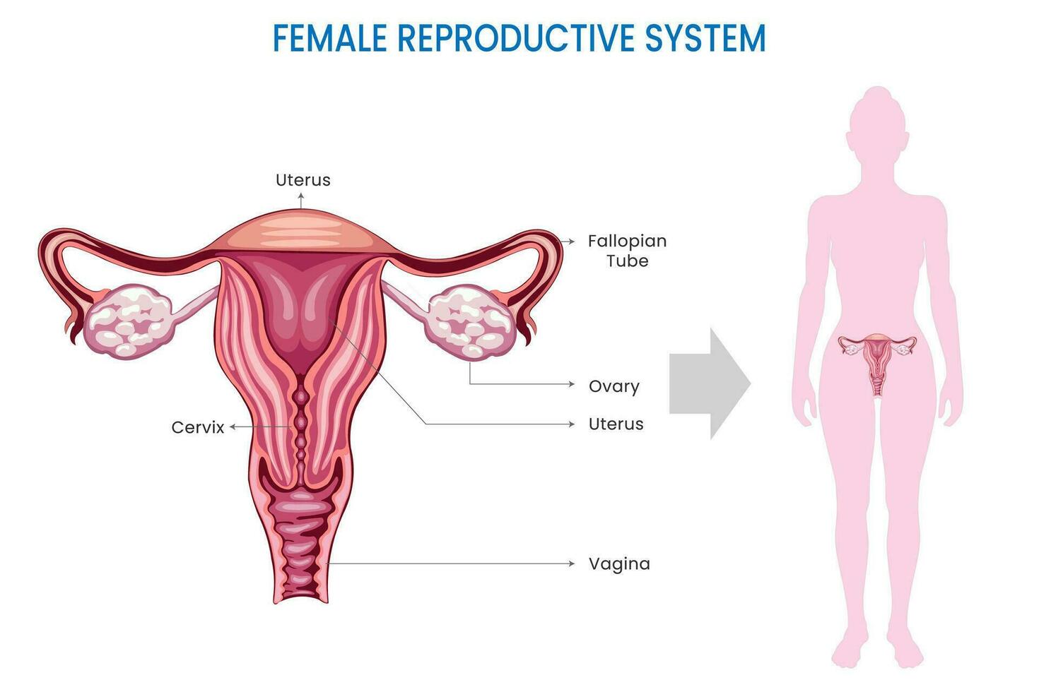 Female Reproductive System, Ovaries, uterus, vagina which facilitates reproduction vector