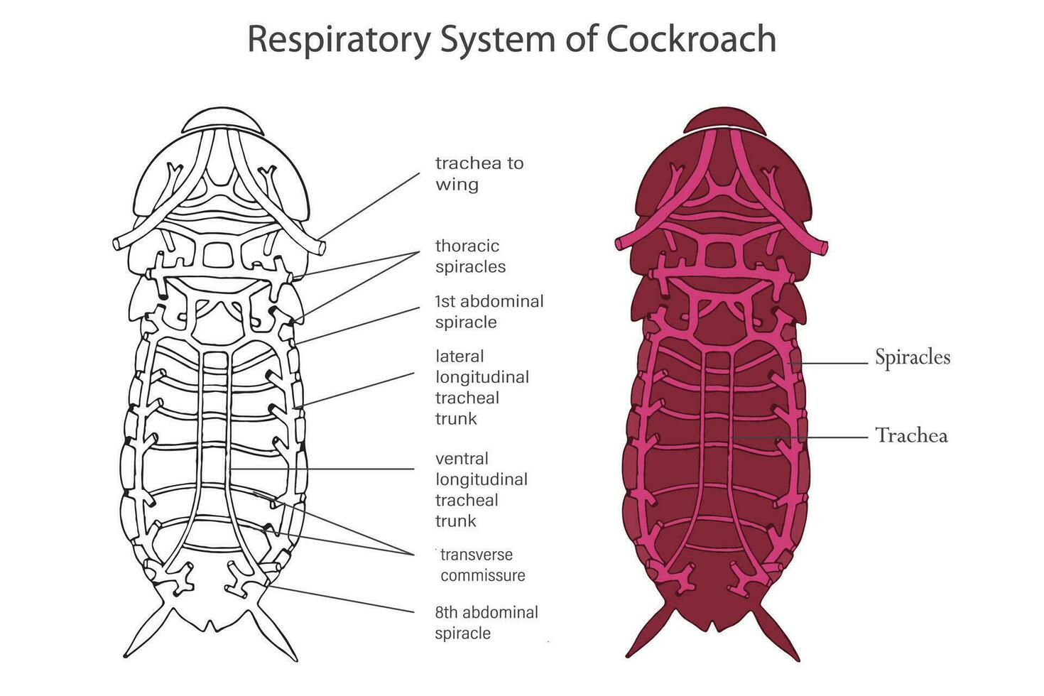Cockroach respiratory system, Tracheae facilitate efficient gas exchange vector