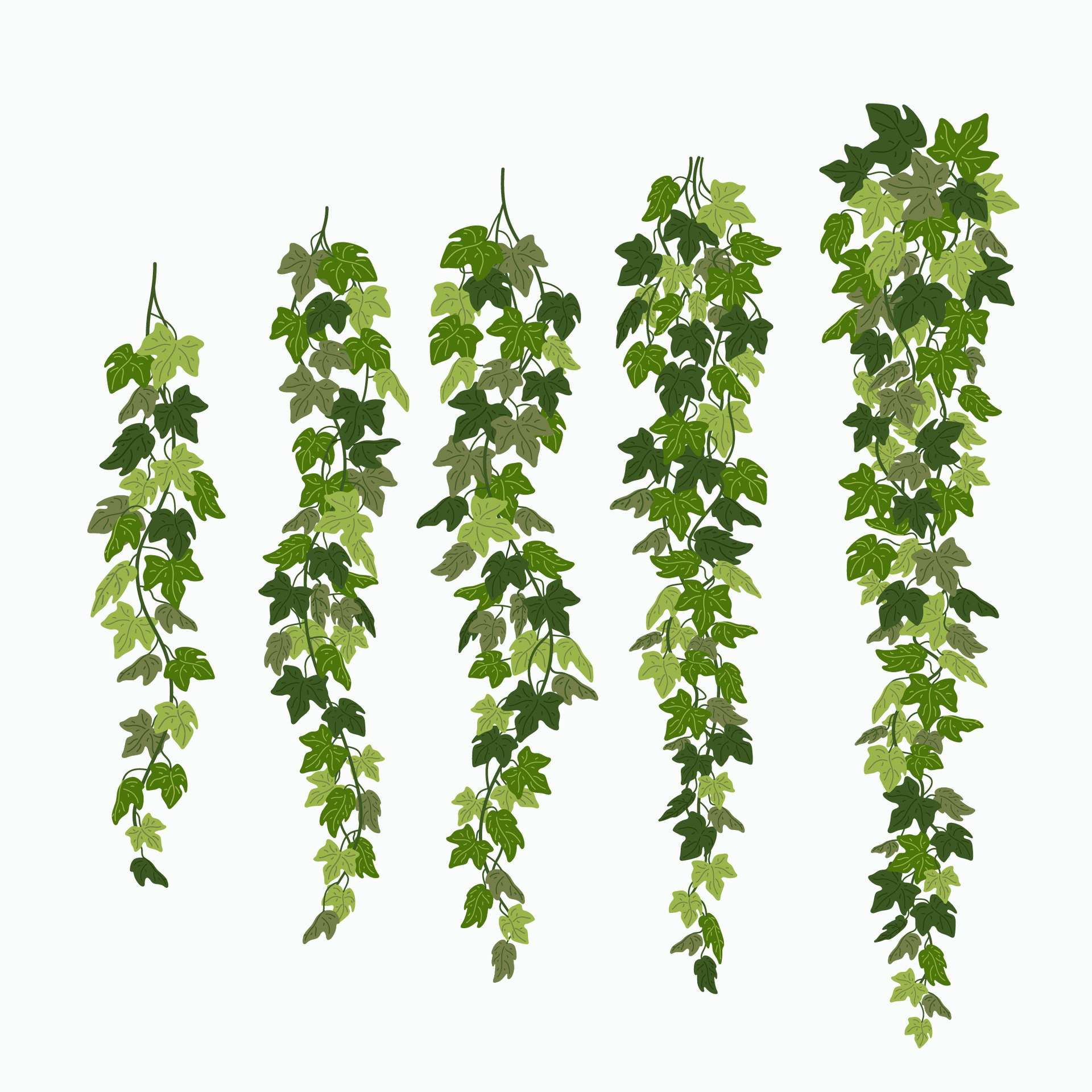 Ivy vines, green leaves of a creeper plant isolated on white background