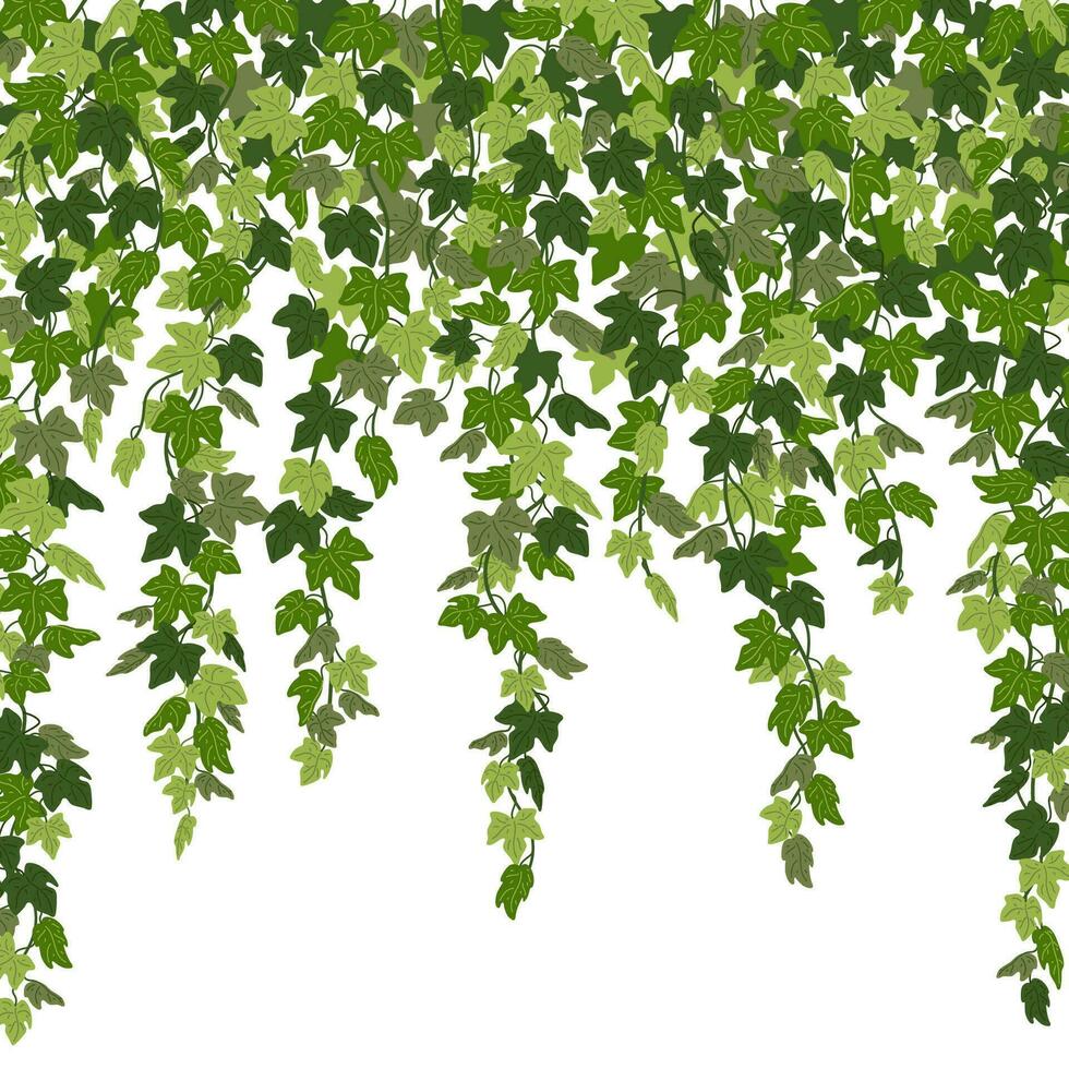 Ivy curtain, green creeper vines isolated on white background. Vector illustration in flat cartoon style