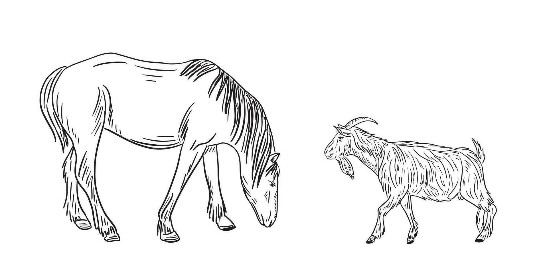 Horse and goat sketch. Doodle hand drawn livestock. Farming.Vector illustration. vector