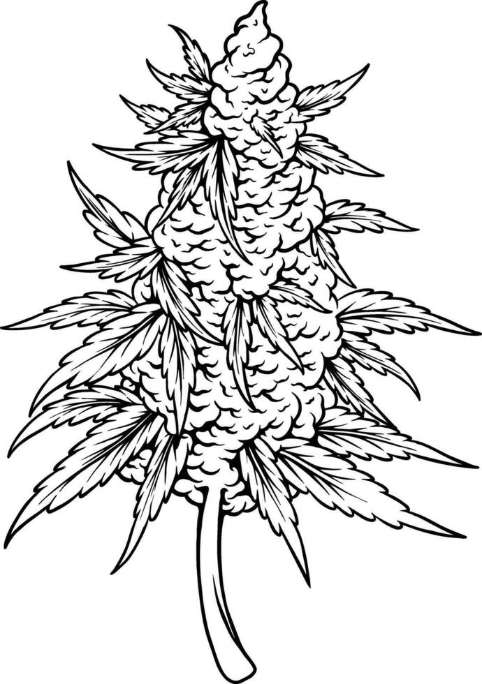 Floral essence cannabis indica flower bud outline vector illustrations for your work logo, merchandise t-shirt, stickers and label designs, poster, greeting cards advertising business company