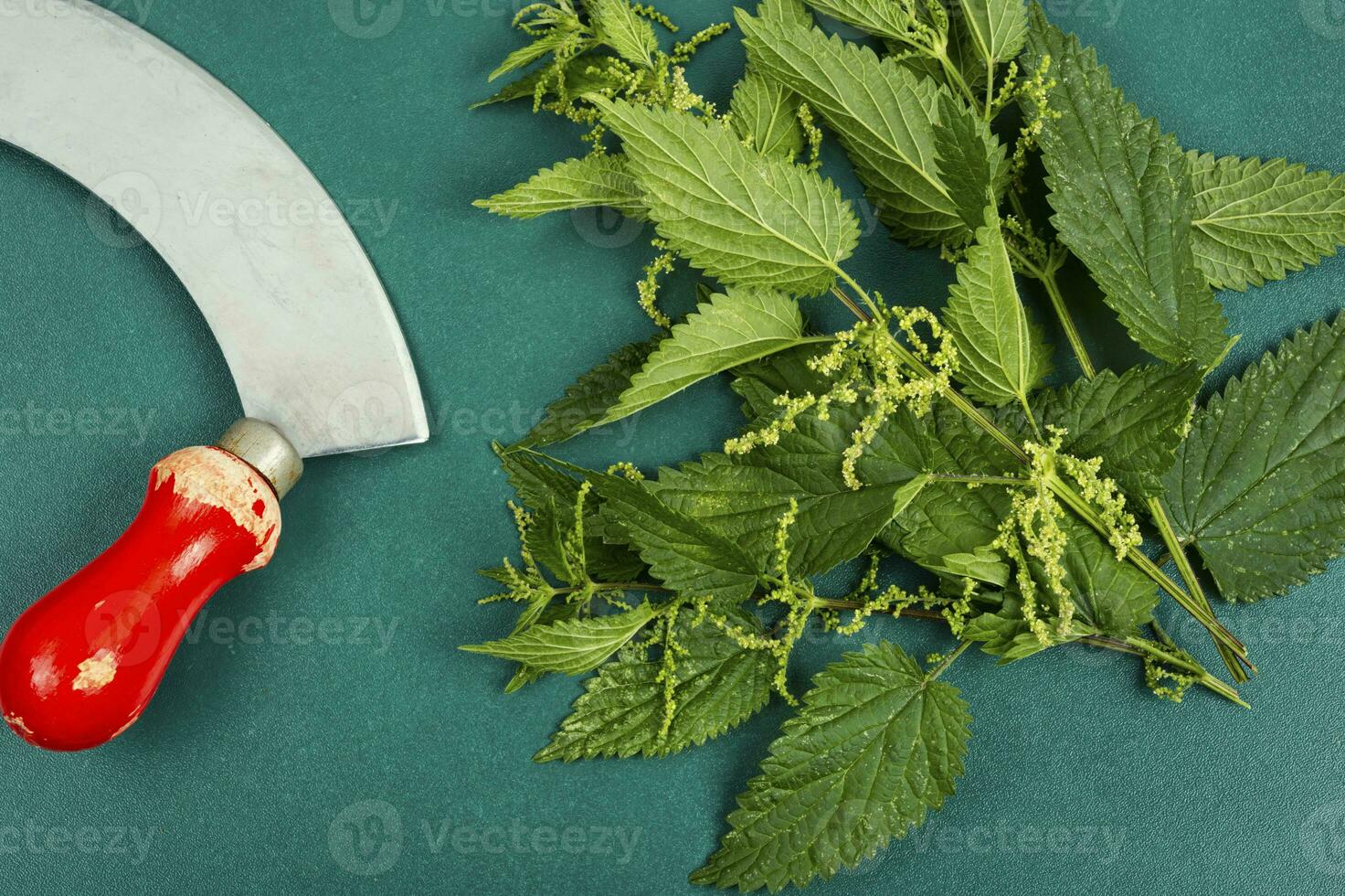 Fresco ortiga hojas y cuchillo. foto