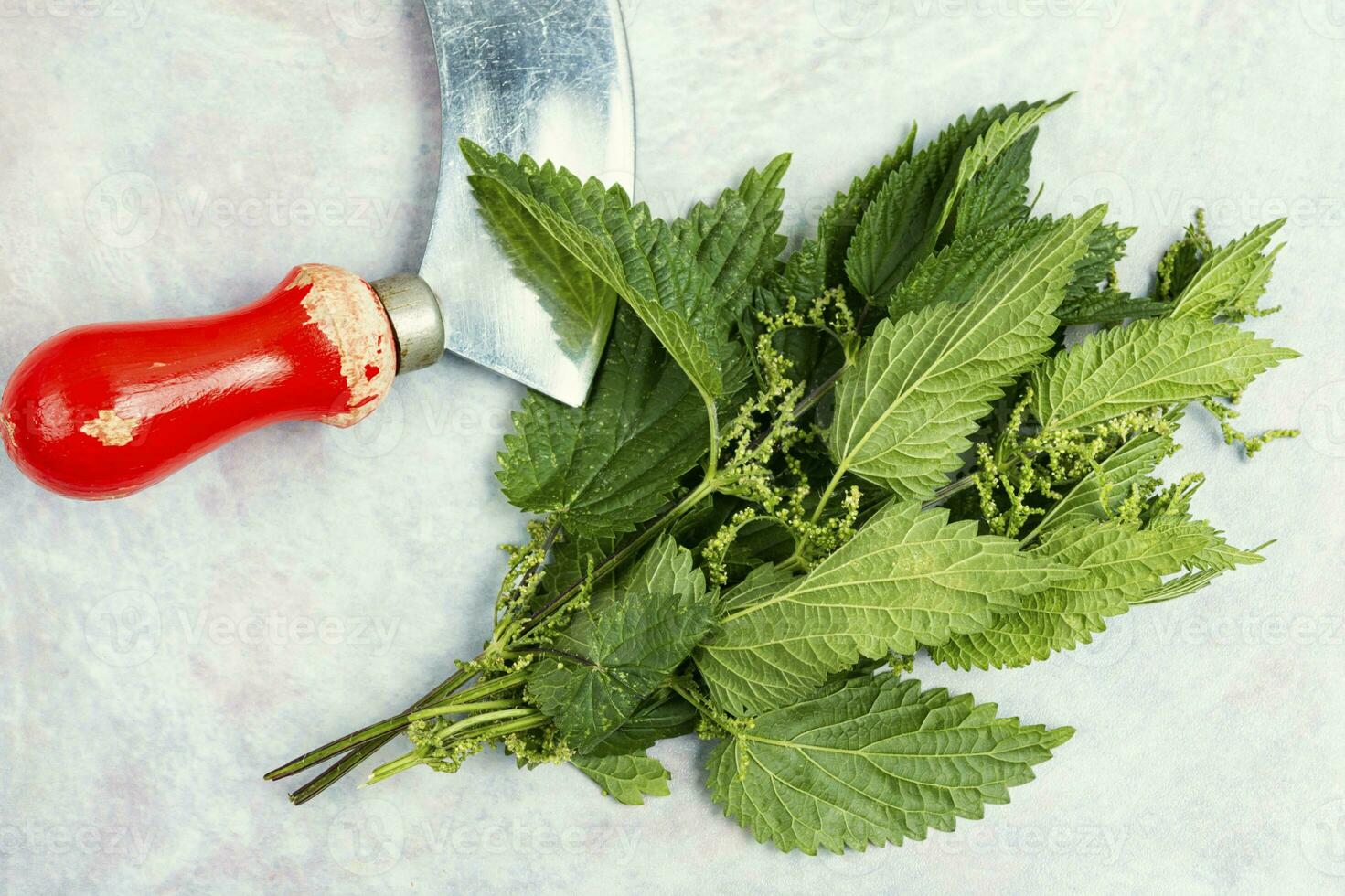 Fresh nettle leaves and knife. photo