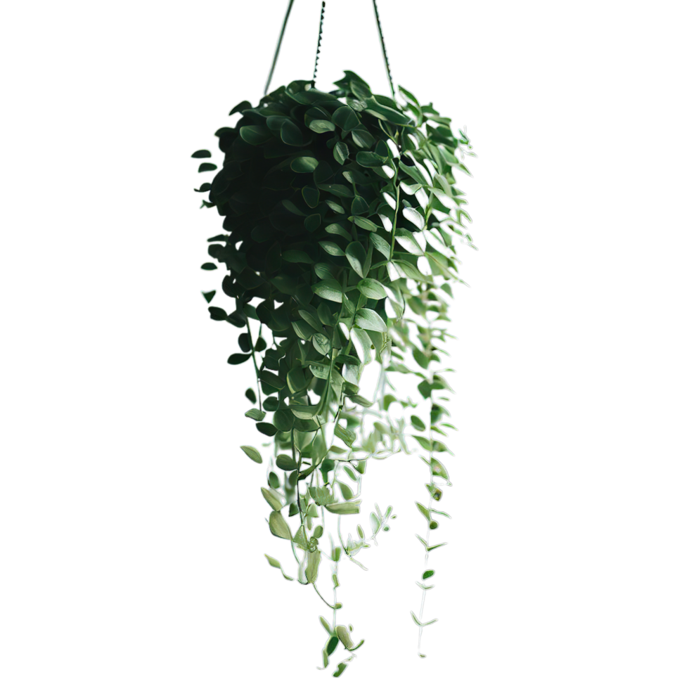 isolated potted plant and flowers for decoration, png