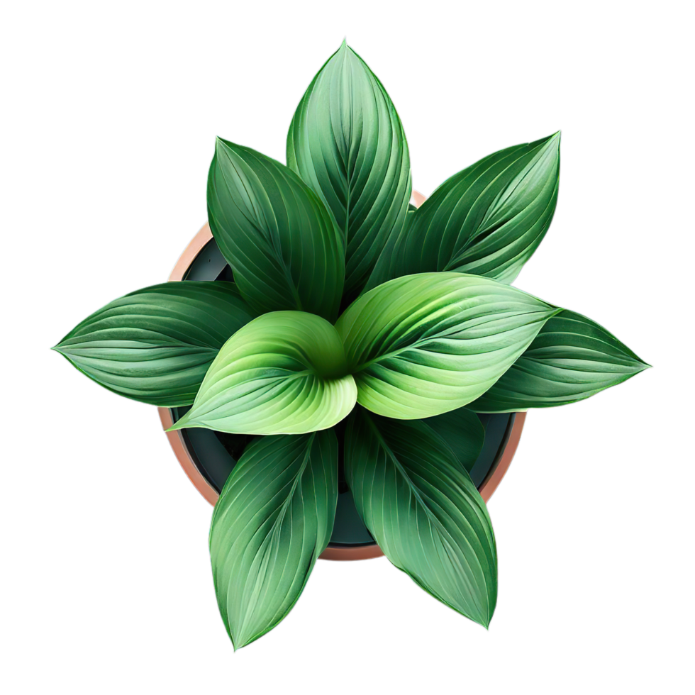 isolated potted plant and flowers for decoration, ai generated png