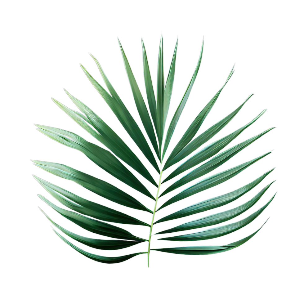 isolated potted plant and flowers for decoration, png