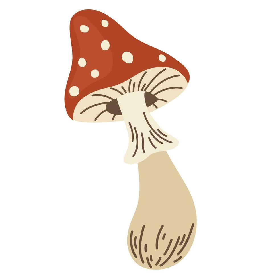 Amanita mushroom. Poisonous toadstool fly agaric. Wild forest mushrooms in autumn, isolated vector illustration.