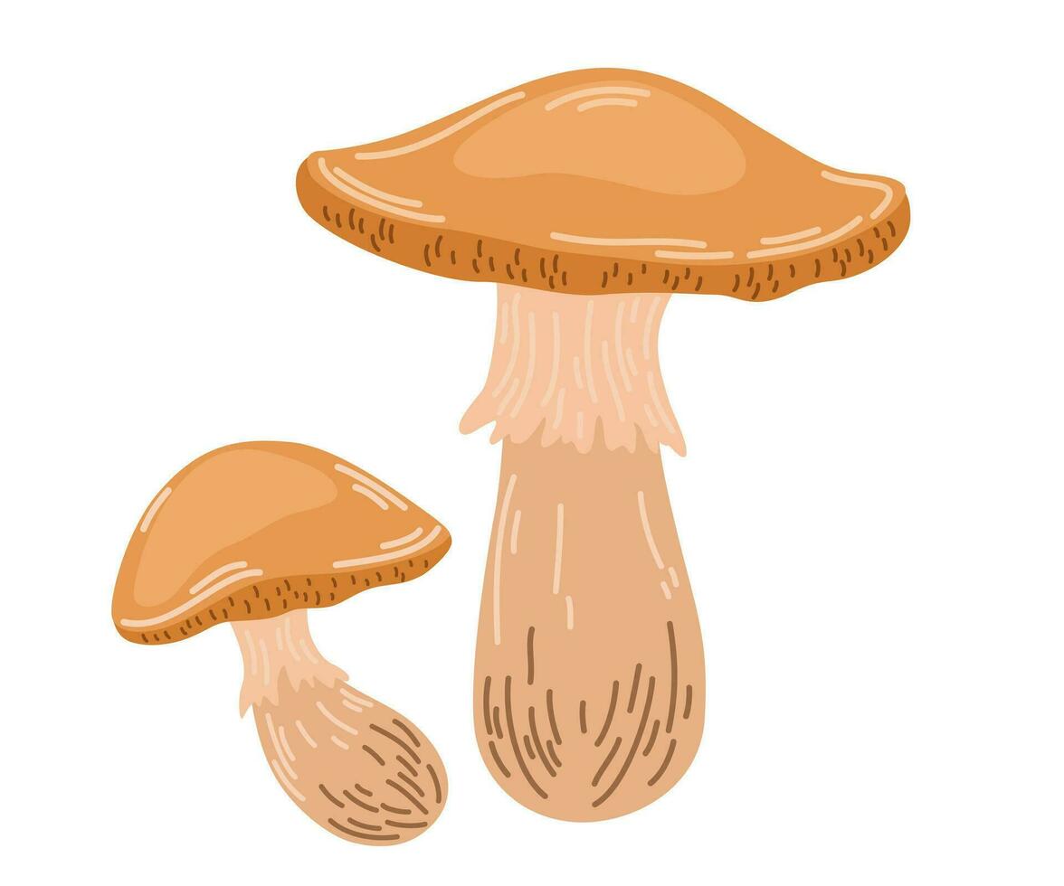 Mushrooms. Healthy organic food, vegetarian food, fresh mushrooms. Vector Hand draw Illustration isolated on the white background.