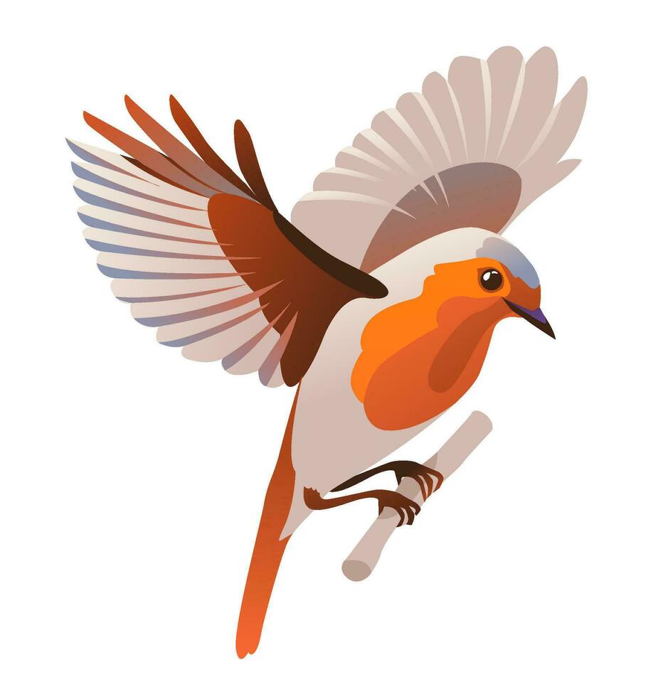 Bird flying European robin. Cartoon vector illustration on a white background