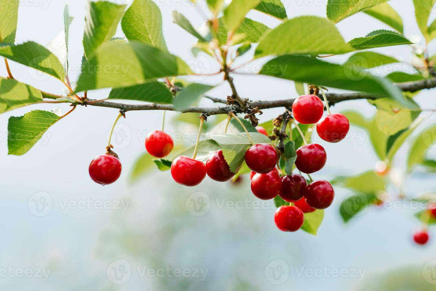 Ripe red organic cherry grows on a branch in the garden photo