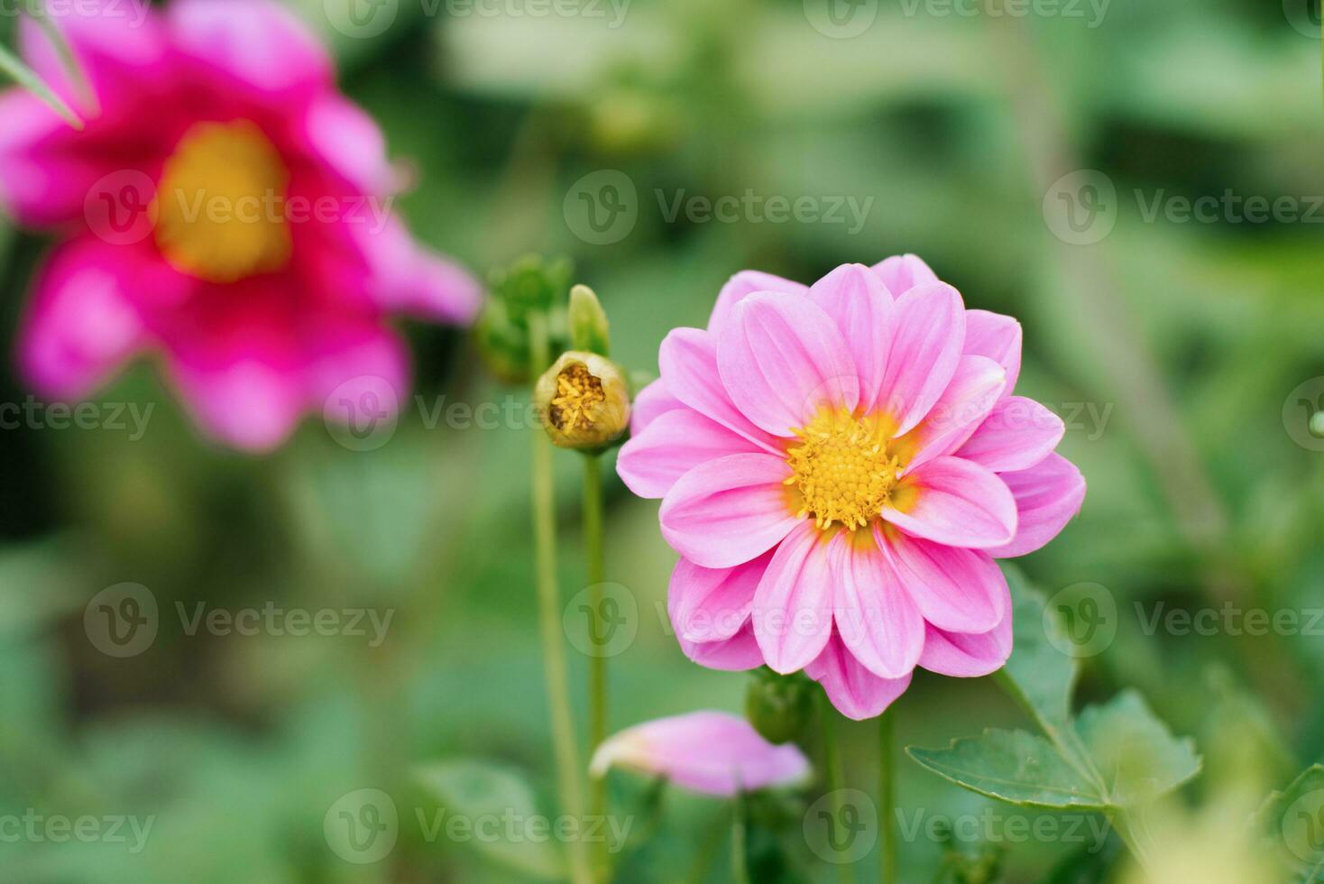 rosado dalia flores en el verano jardín. flor antecedentes foto