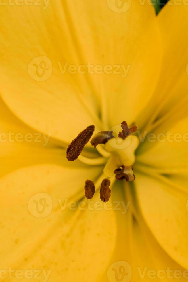 Yellow flowers of Asiatic Hybrids Lilium in summer in the garden close up with defocus photo