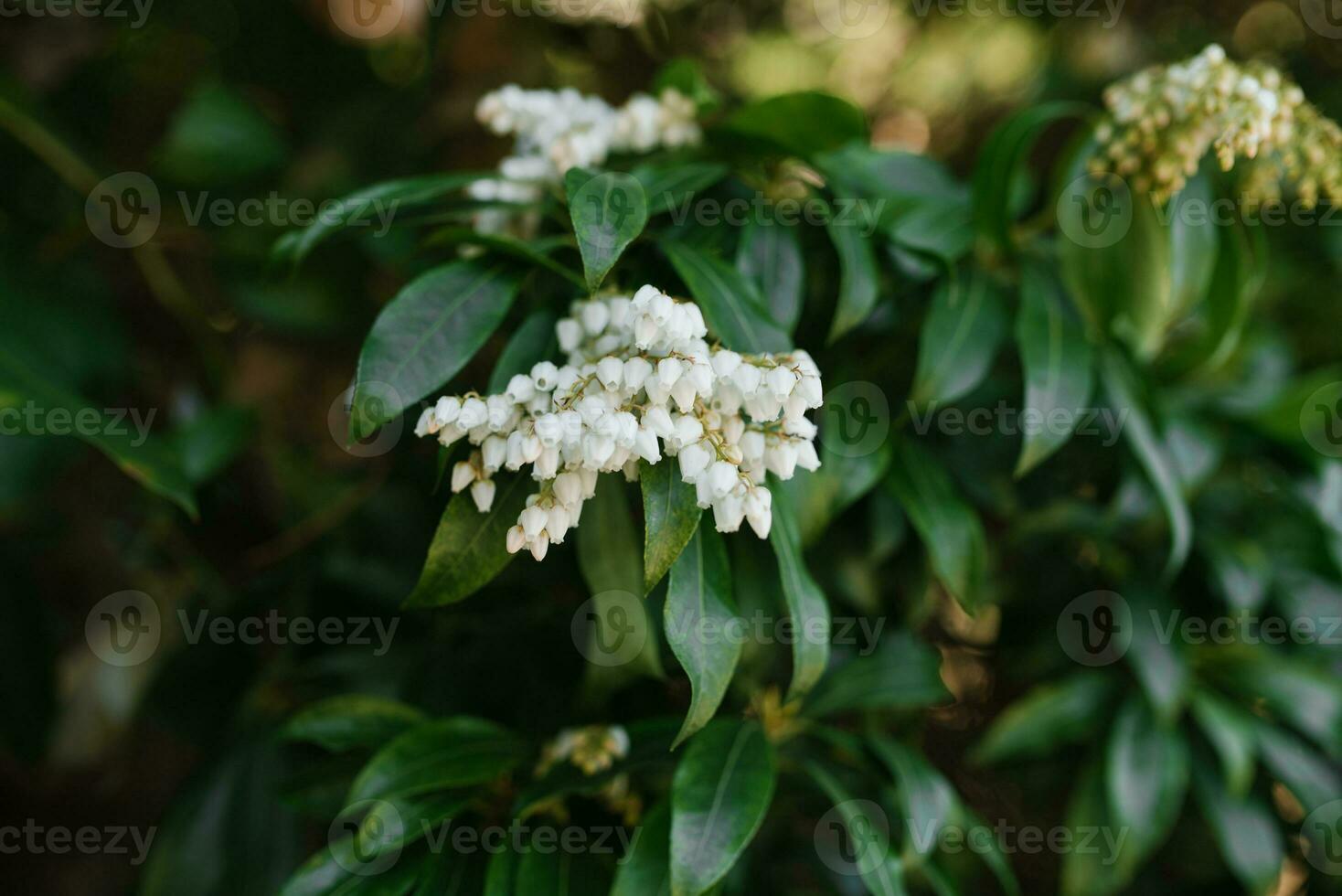 White flowers of pieris japonica bloom in spring in the garden photo