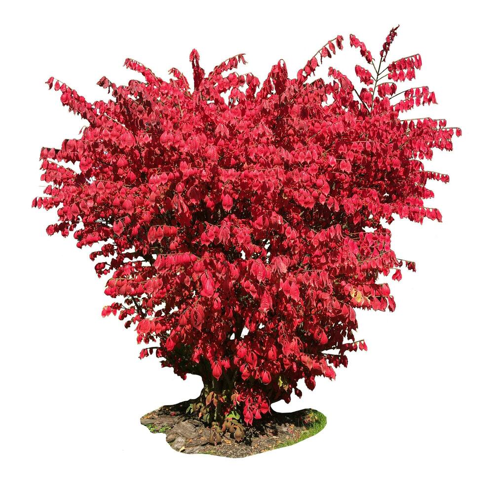 Bush with its red leaves in a garden during autumn isolated photo