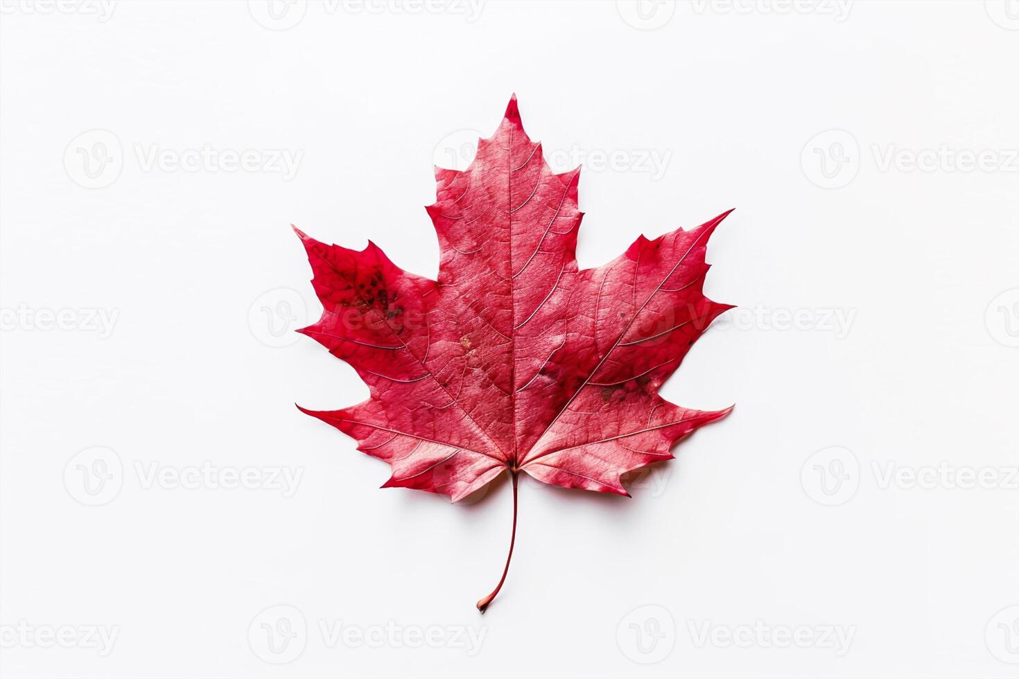 Happy Canada Day red silk maple leaf on white textured wall, copy space. photo