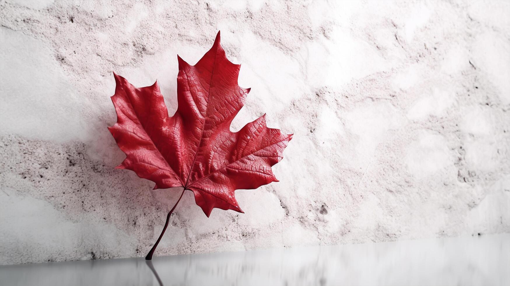 Happy Canada Day red silk maple leaf on white textured wall, copy space. photo