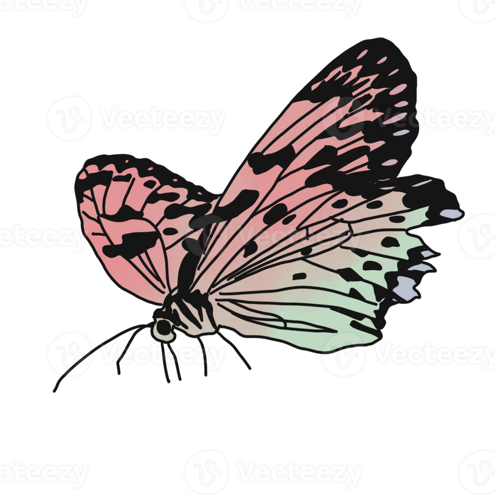 Colorful butterfly flying png