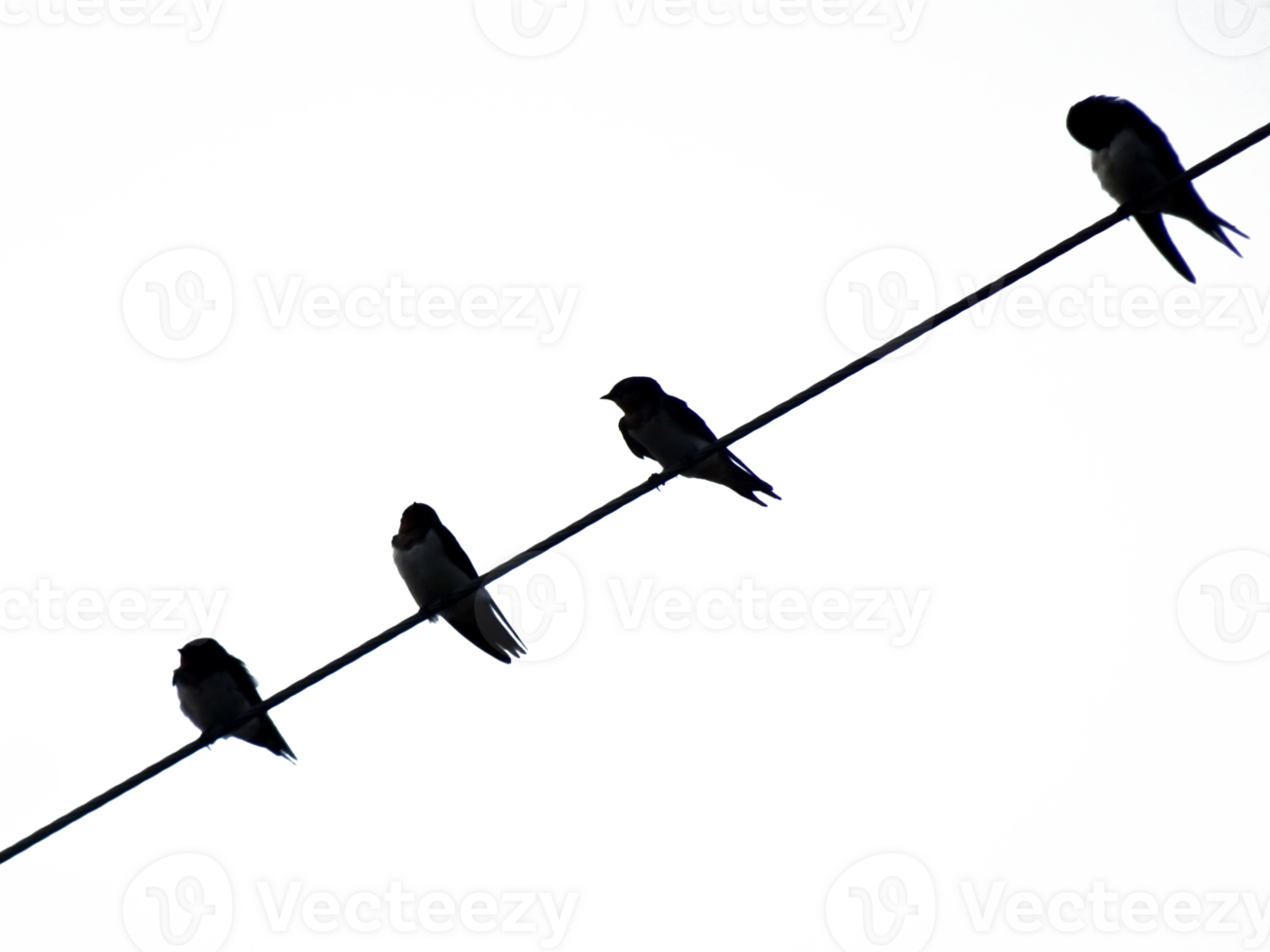 birds on a wire isolated 25272533 PNG