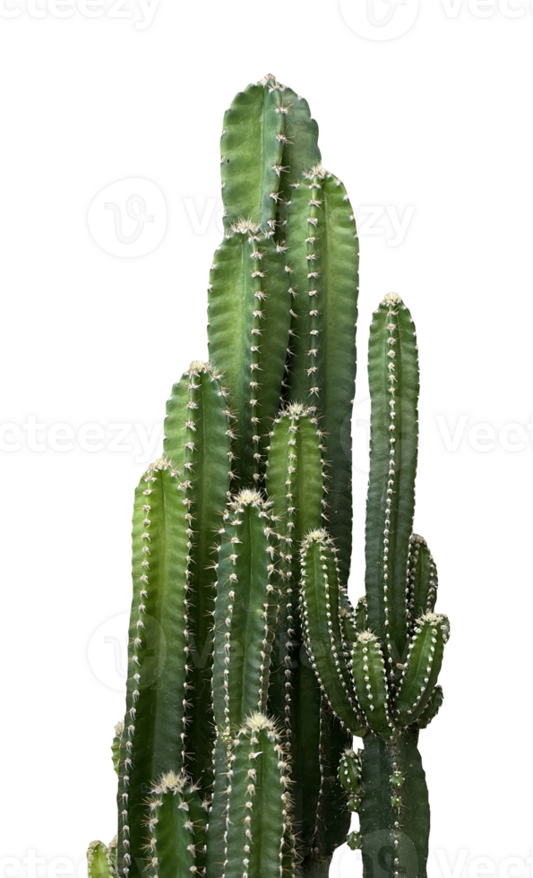 cactus les plantes isolé png