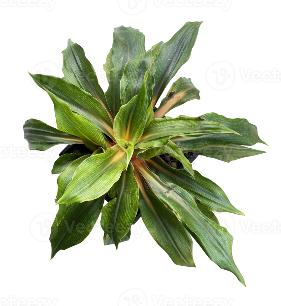 Potted Plant Isolated House Plants Element 25272579 PNG potted-plant-isolated-house-plants-element-25272579-png