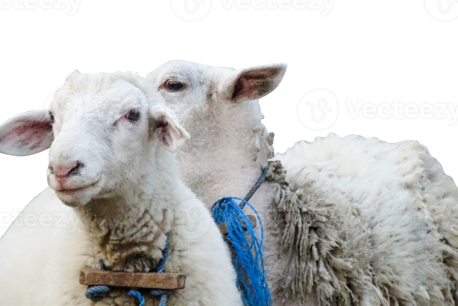 sheep and lamb isolated png