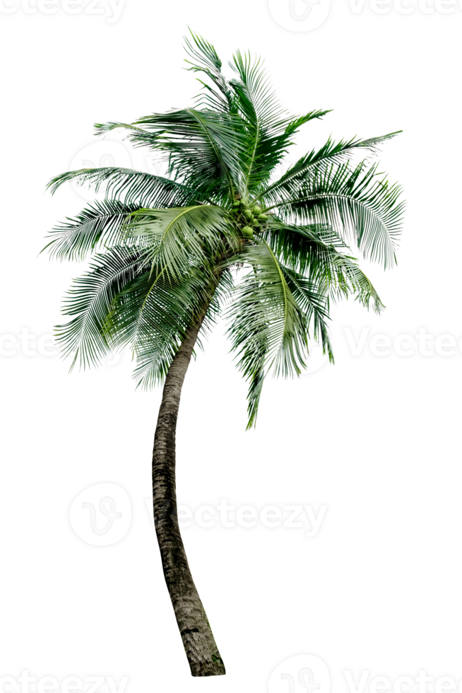 Green Leaves of palm,coconut tree bending isolated png