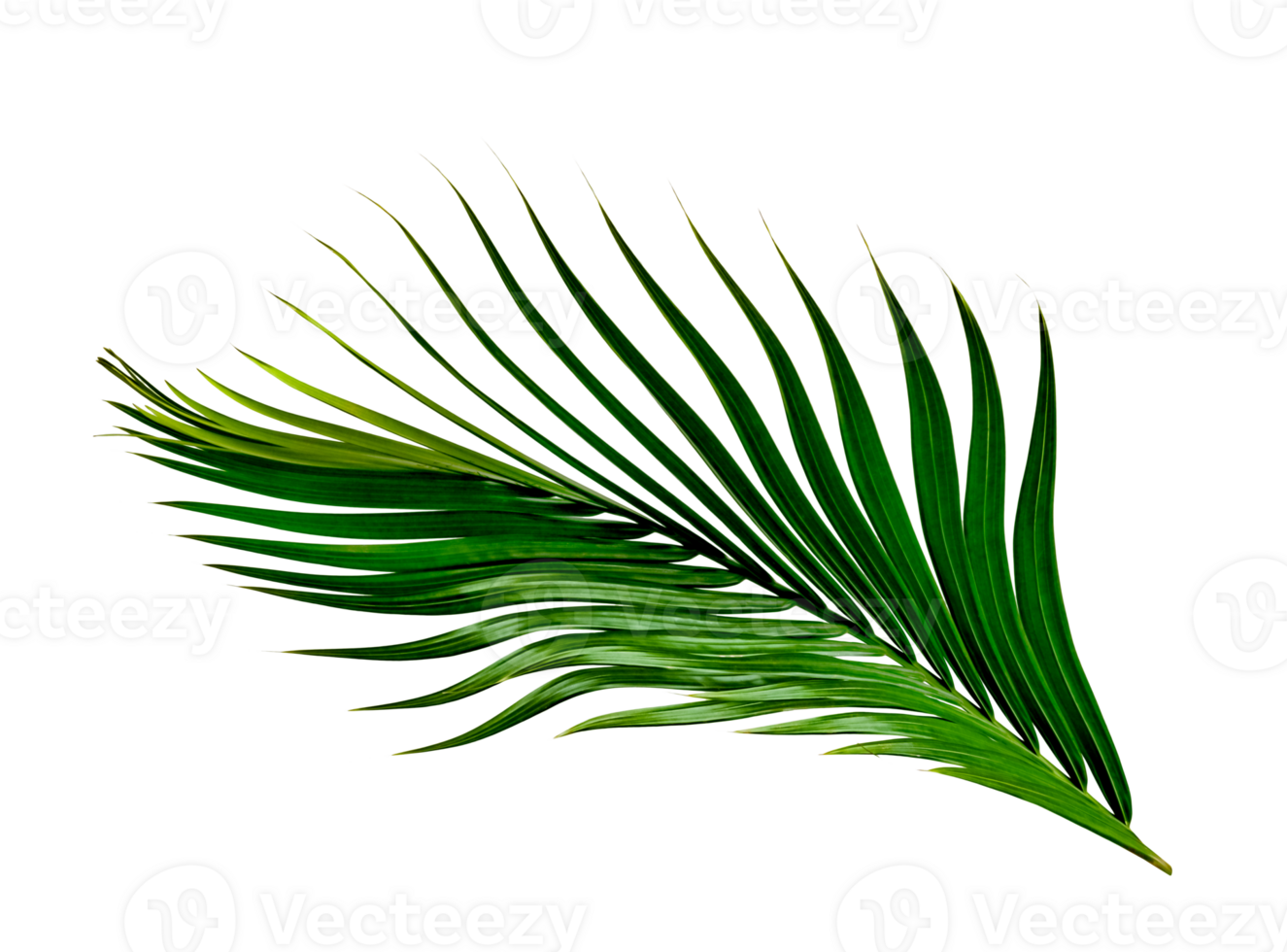 Green leaves pattern,leaf palm tree isolated png