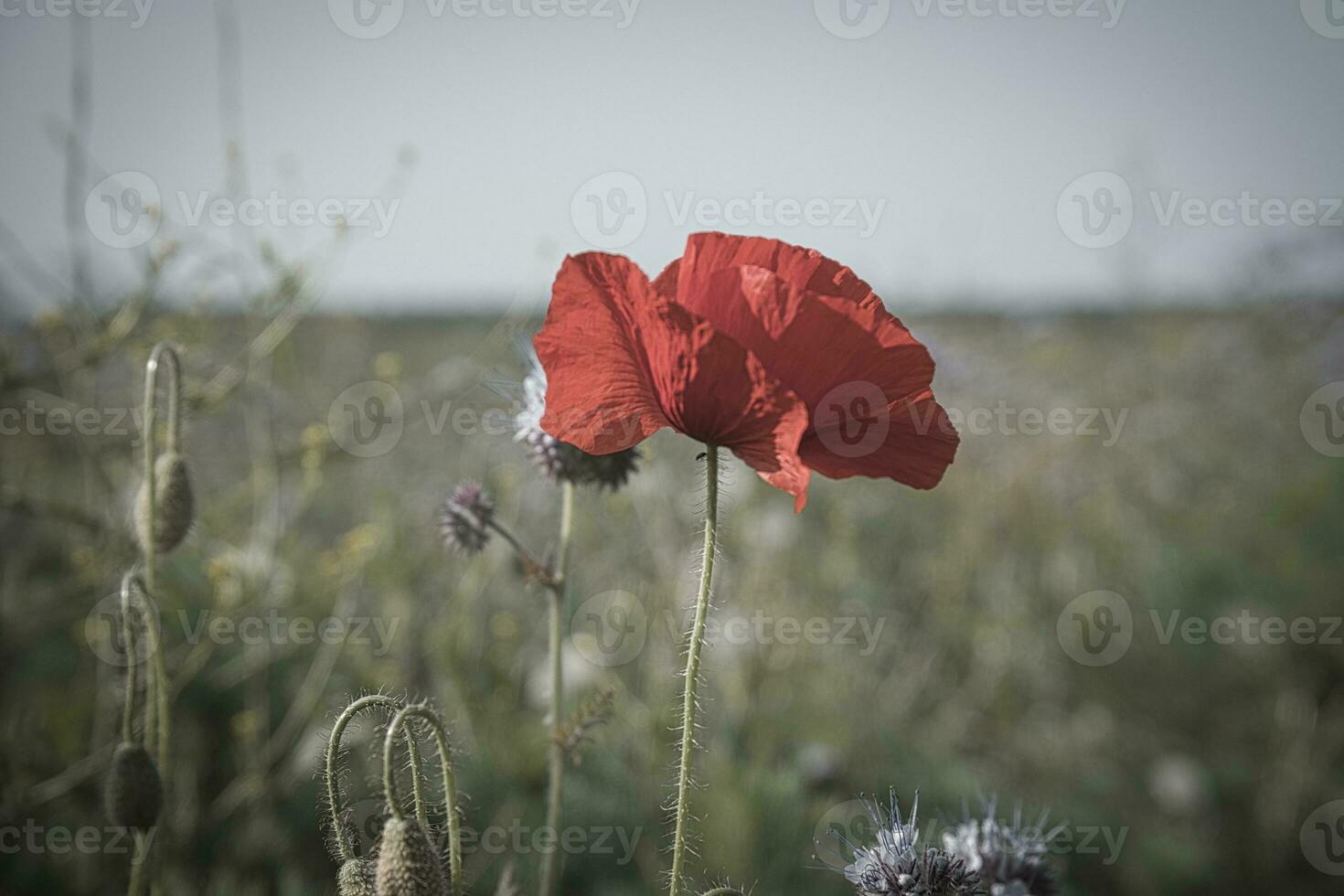 Poppy flower isolated in cornfield. Blue cornflowers in background. Landscape photo