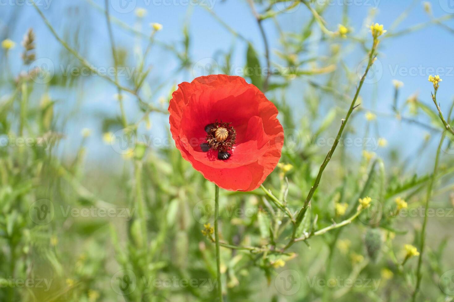 amapola flor en maizal. rojo pétalos en verde campo. agricultura en el borde del camino. foto