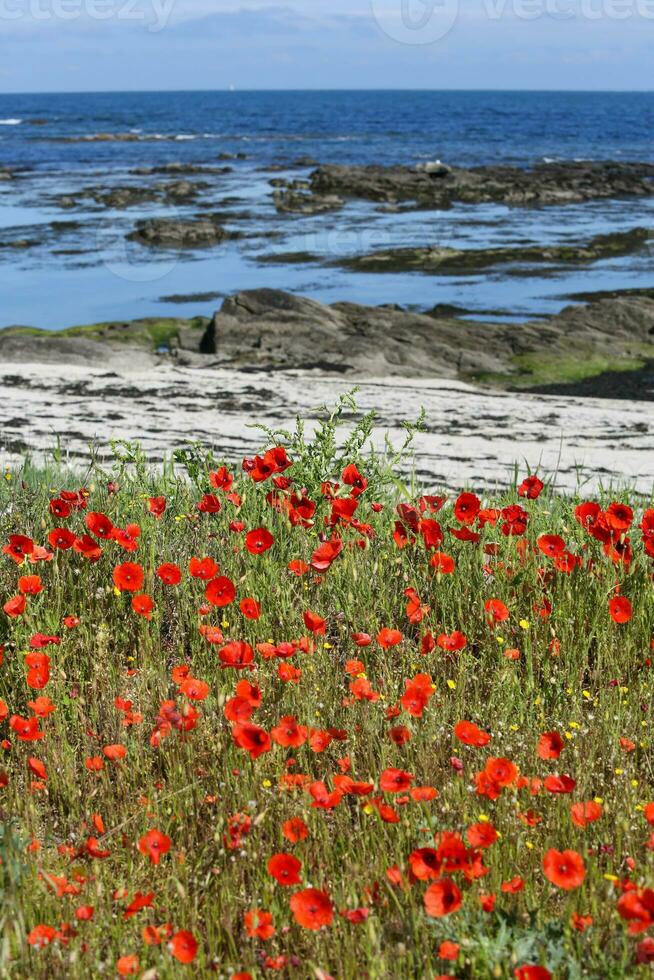 Le Croisic wild coast photo