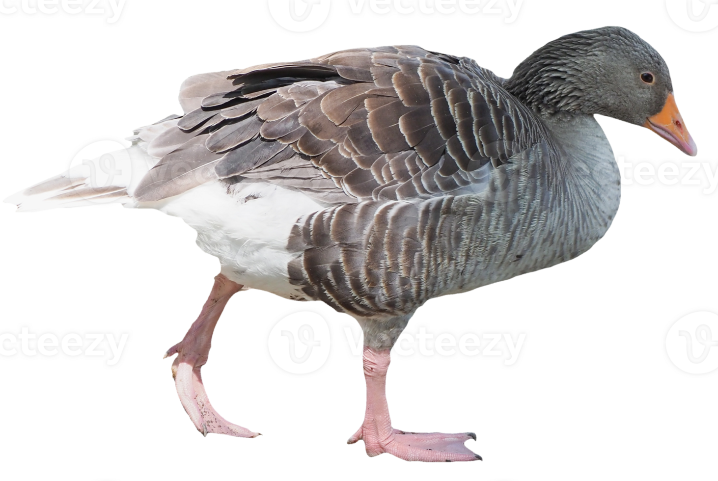 Toulouse goose bird transparent PNG