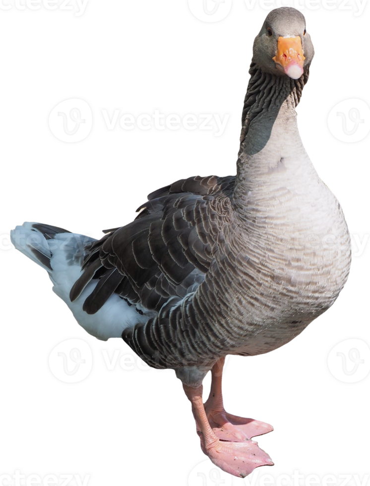 Toulouse goose bird transparent PNG
