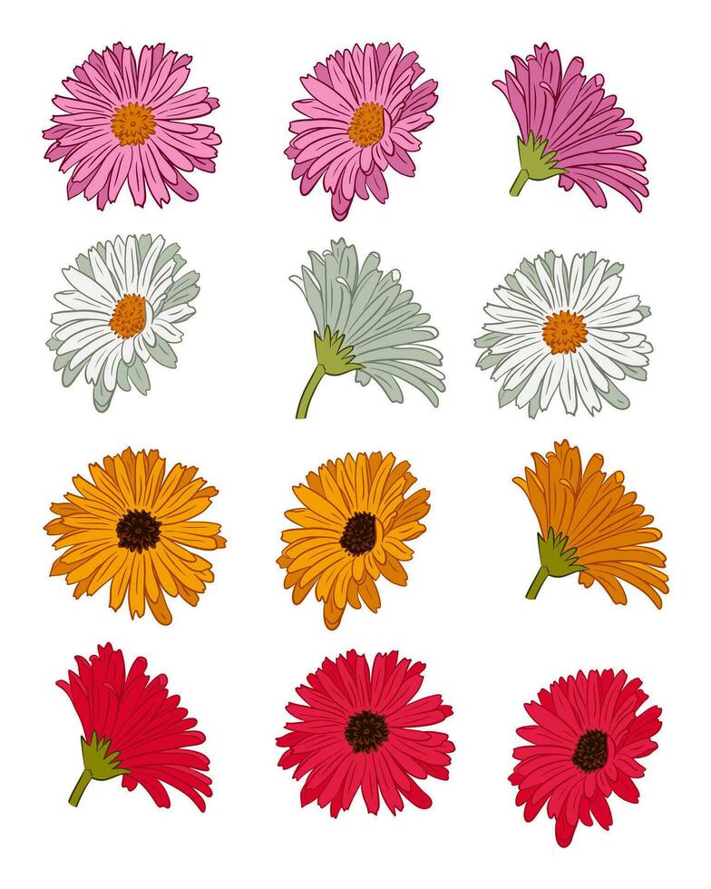 Set of hand drawn outline gerberas blooming heads. Vector flat colored isolated gerbers daisy flowers on white background. Perfect for stickers, tatoo, pattern, background, wrapping paper