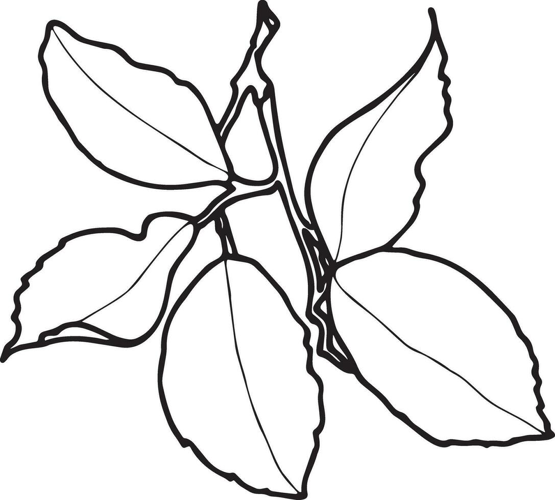 Contour drawing of lemons leaves on a branch.  EPS botanical graphics illustration for stickers, patterns, wrapping paper,  postcards, design, fabric, prints on clothes, embroidery. vector