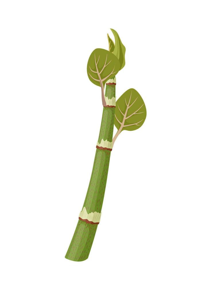 Vector illustration, shoots of japanese knotweed, scientific name Reynoutria japonica, isolated on white background.