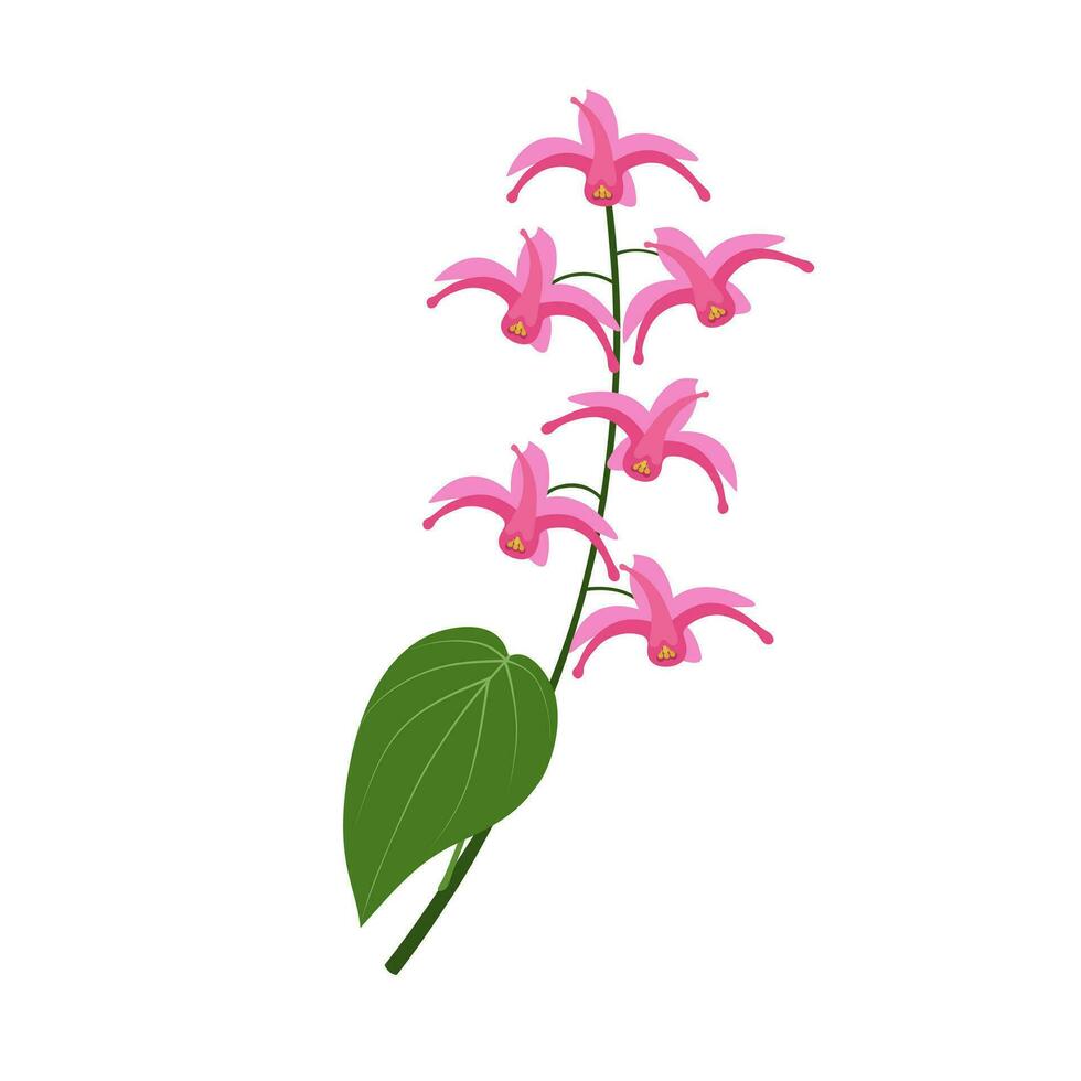 Vector illustration, Epimedium, also known as barrenwort, bishop's hat, fairy wings, horny goat weed, or yin yang huo, isolated on white background.