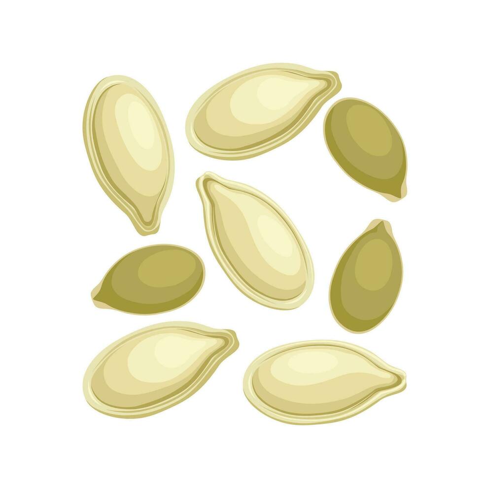 Vector illustration, pumpkin seeds, isolated on white background.