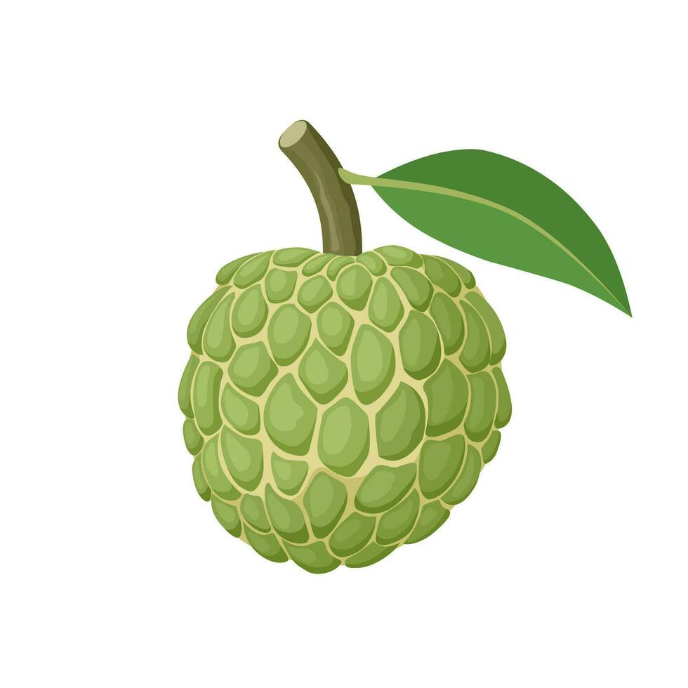 Vector illustration, Sugar apple or custard apple with green leaves, isolated on white background, exotic tropical Thai annona or cherimoya fruit.