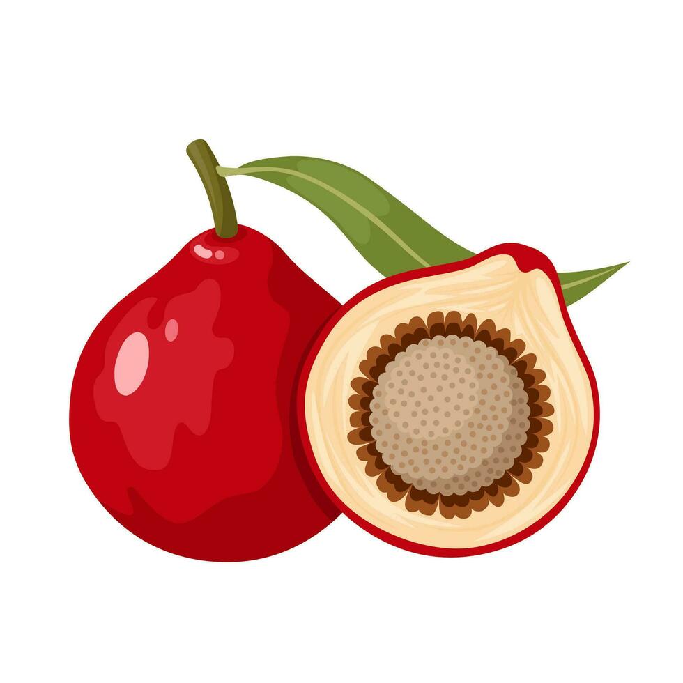 Vector illustration, Santalum acuminatum, known as quandong or native peach, isolated on white background.