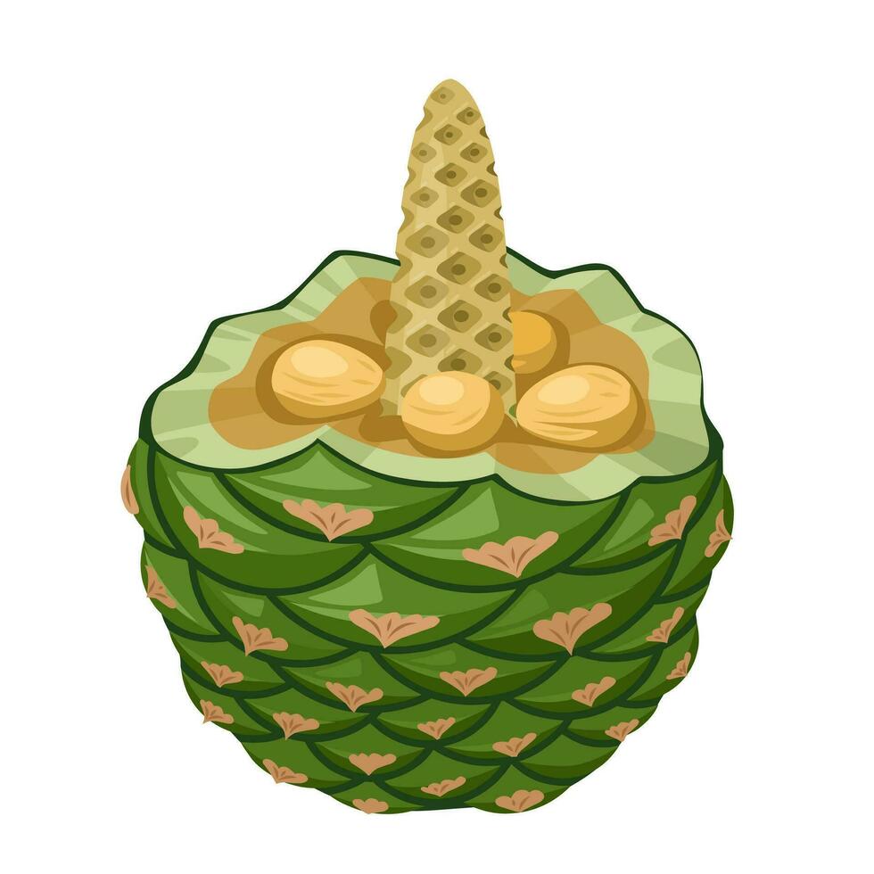 vector ilustración, araucaria bidwilli, comúnmente conocido como bunya pino árbol, bunya-bunya, o mono rompecabezas árbol, aislado en blanco antecedentes.