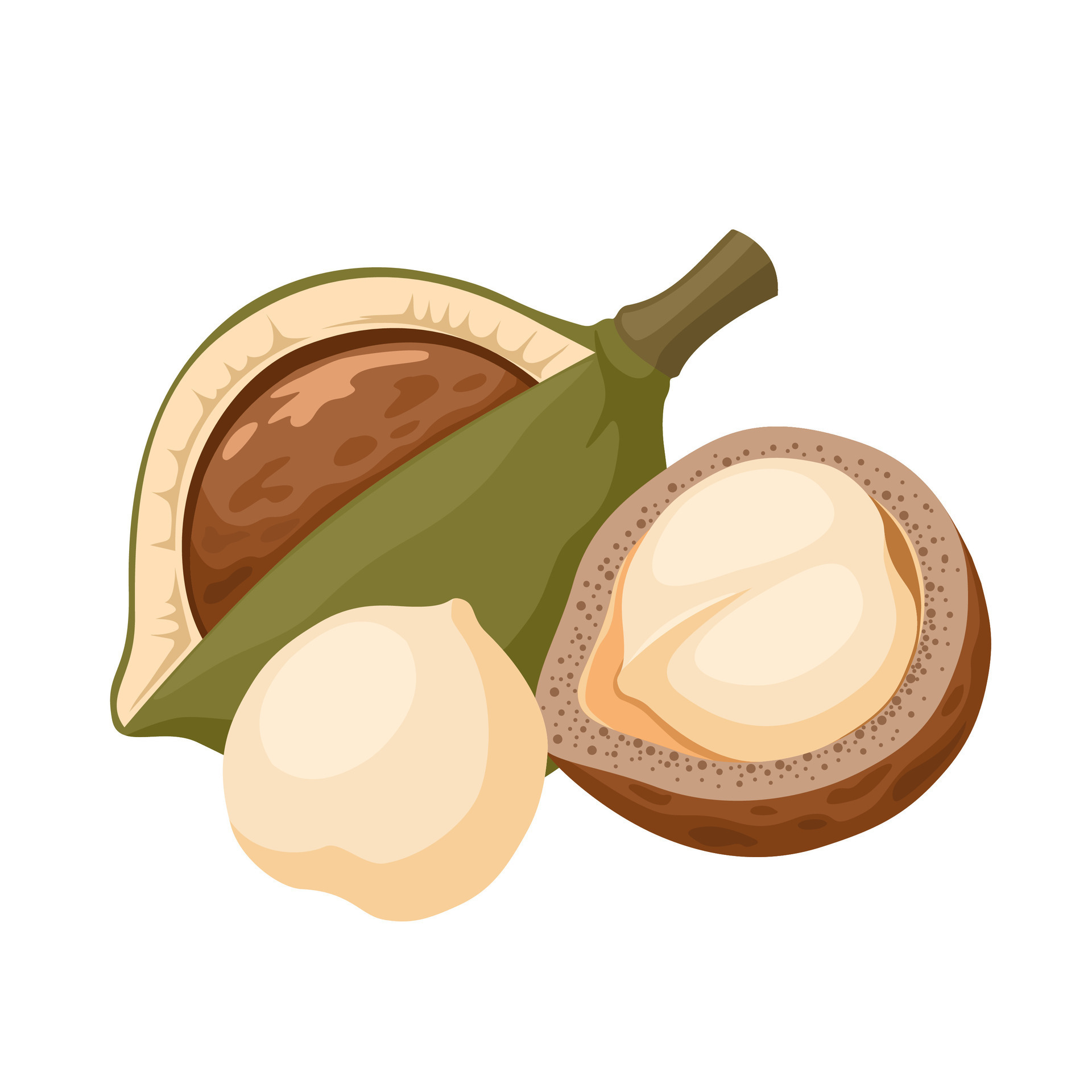 Vector illustration, macadamia nuts, isolated on white background ...