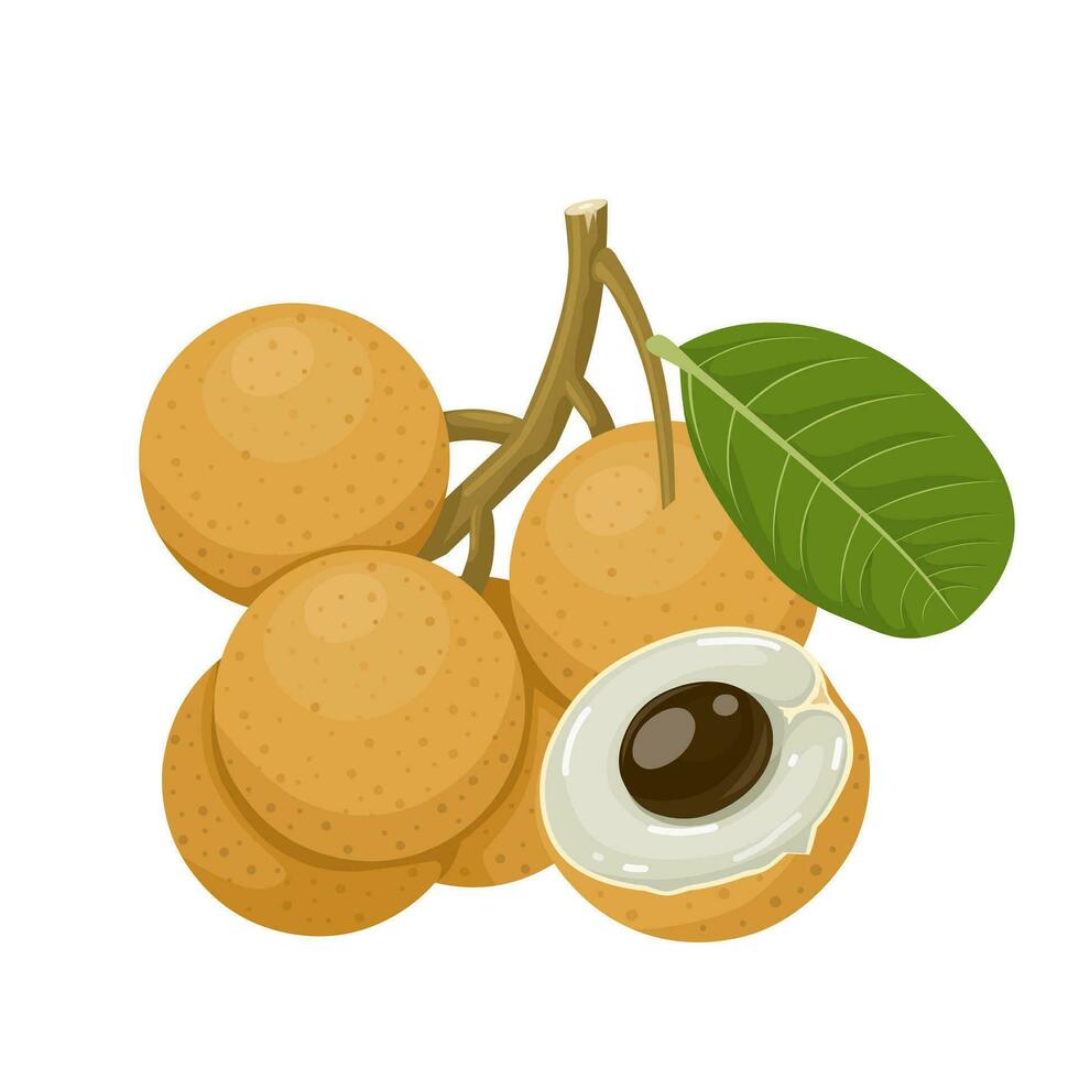 Vector illustration, longan fruit whole and in half, with green leaves, isolated on a white background.