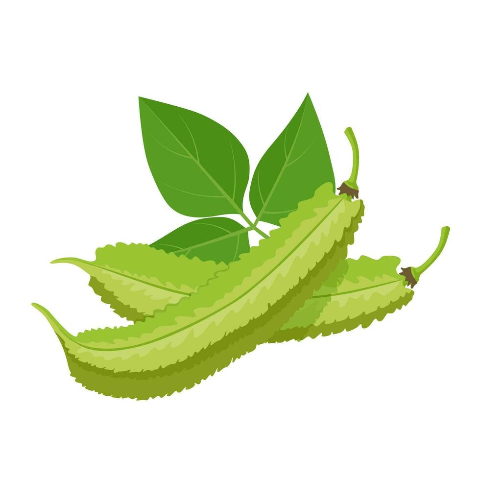 Vector illustration, fresh winged bean, isolated on white background.