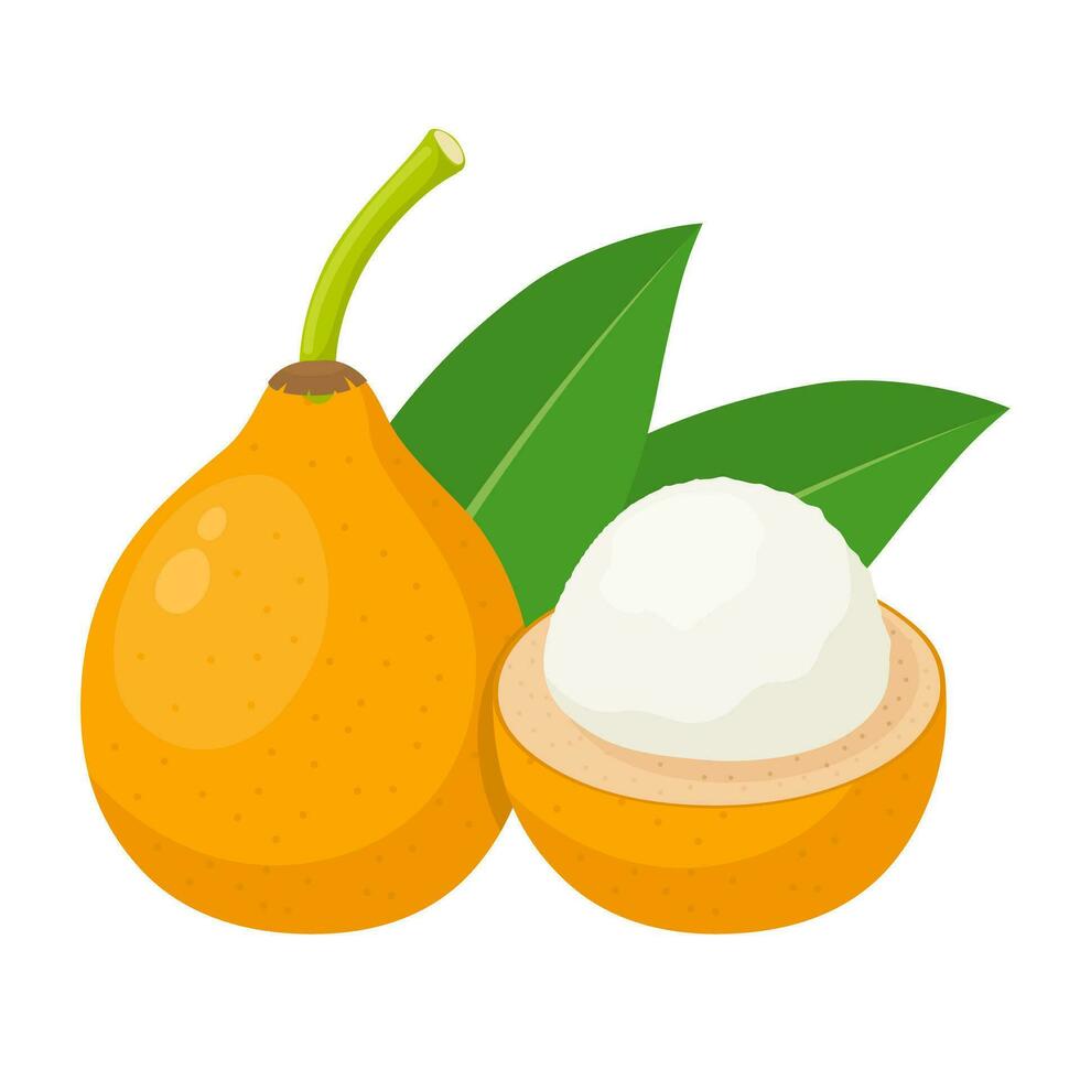 Vector illustration, Garcinia humilis, commonly known as achachairu or achacha, isolated on white background.