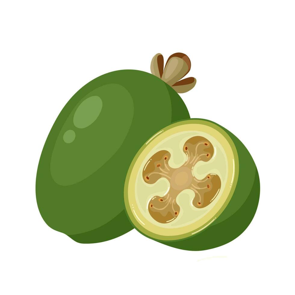 Vector illustration, feijoa or Acca sellowiana, isolated on white background.