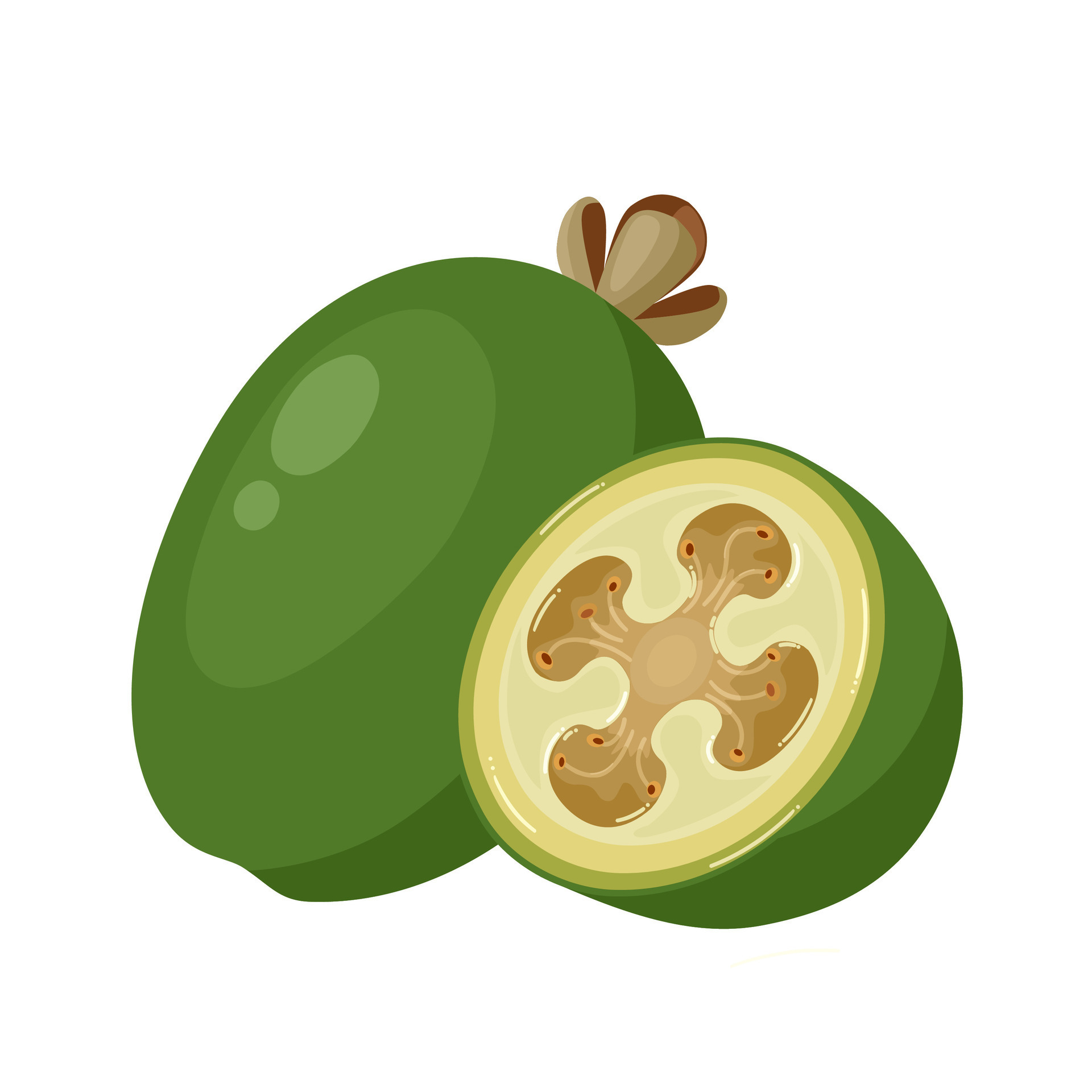 Vector illustration, feijoa or Acca sellowiana, isolated on white