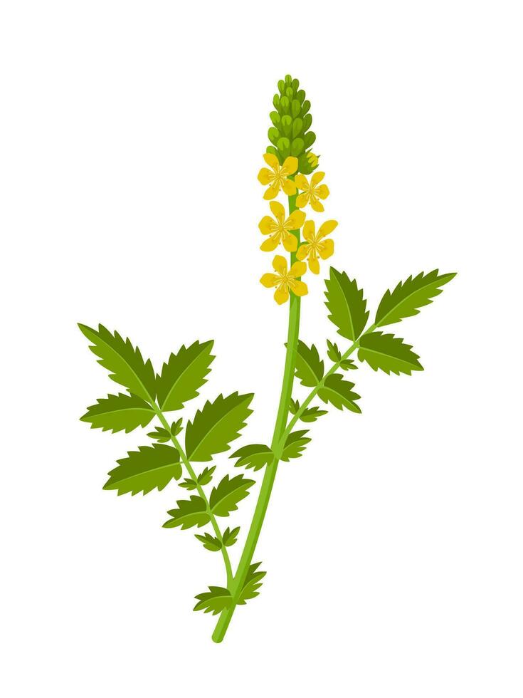 Vector illustration, Agrimony or agrimonia eupatoria, isolated on white background.