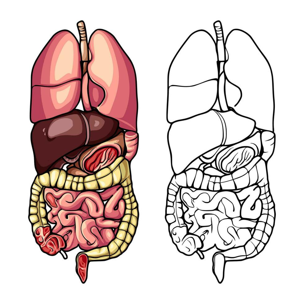 ORGANS IN THE HUMAN BODY vector